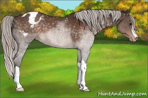 Horse Color:Silver Brown Snowflake Varnish
