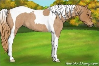 Horse Color:Red Roan Tobiano 