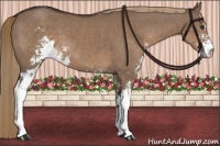 Horse Color:Liver Red Dun Sabino