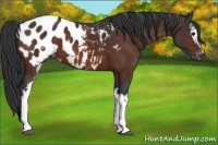 Horse Color:White Spotted Brown Appaloosa 