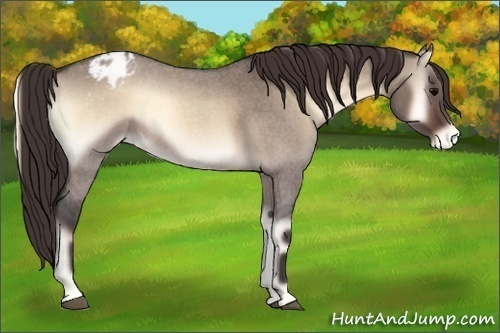 Horse Color:Brown Roan Onyx Appaloosa