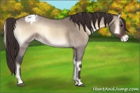 Horse Color:Brown Roan Onyx Appaloosa 