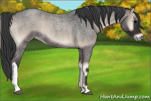 Horse Color:Blue Onyx Roan