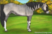 Horse Color:Blue Onyx Roan 
