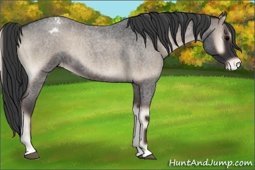 Horse Color:Blue Onyx Roan Appaloosa
