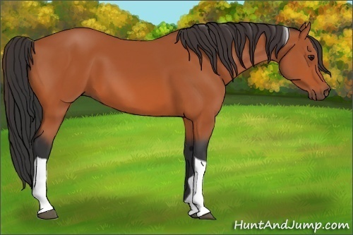 Horse Color:Bay Tobiano 