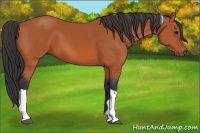 Horse Color:Bay Tobiano 