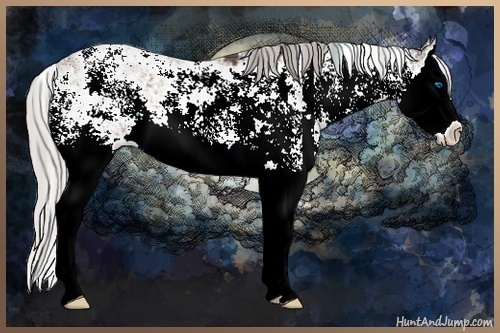 Horse Color:Plaid Silver Brown Sabino Splash