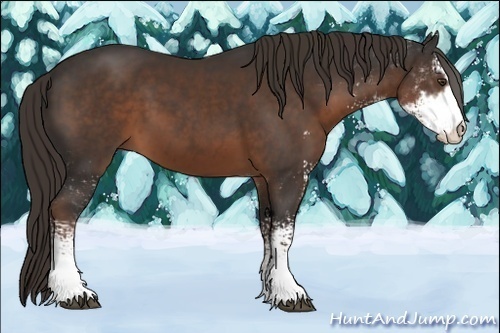 Horse Color:Liver Chestnut Sabino 
