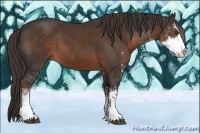 Horse Color:Liver Chestnut Sabino 