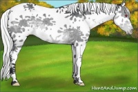 Horse Color:White Spotted Silver Grullo Chinchilla Splash Tobiano 