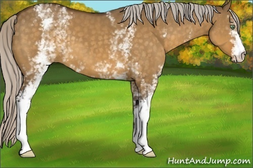 Horse Color:White Spotted Silver Buckskin Dun 