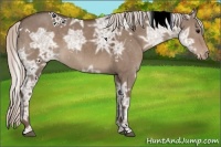 Horse Color:White Spotted Silver Grullo Ice Appaloosa 