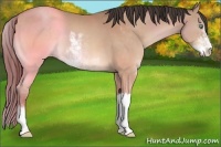 Horse Color:Sable Champagne Sabino