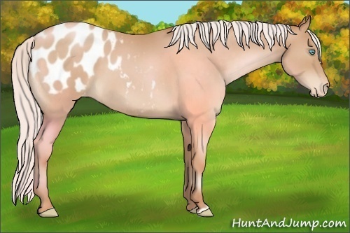 Horse Color:Silver Buckskin Pearl Blanket 