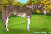 Horse Color:White Spotted Chocolate Palomino