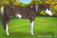 Horse Color:Liver Chestnut Sabino Rabicano 