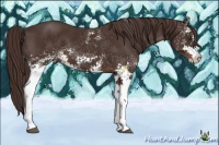 Horse Color:White Spotted Liver Chestnut 