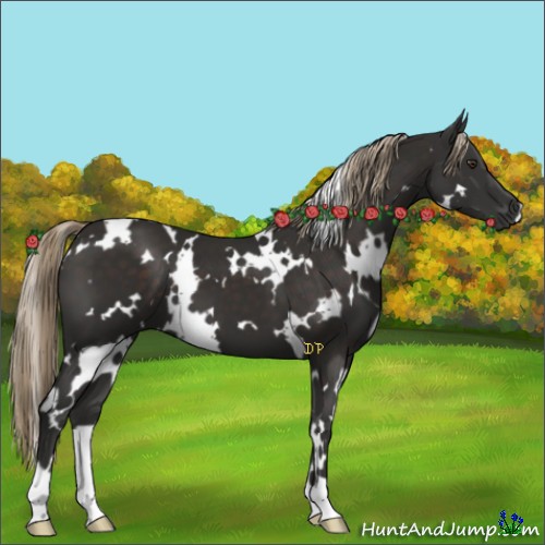 Horse Color:White Spotted Liver Chestnut 