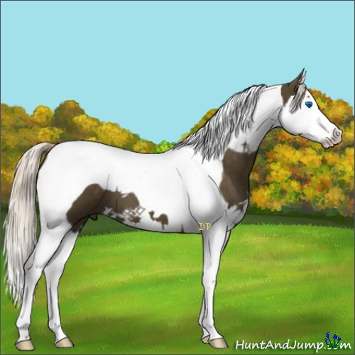 Horse Color:Chocolate Palomino Splash Tobiano 