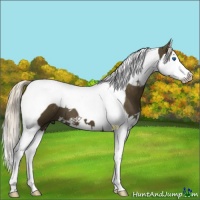 Horse Color:Chocolate Palomino Splash Tobiano