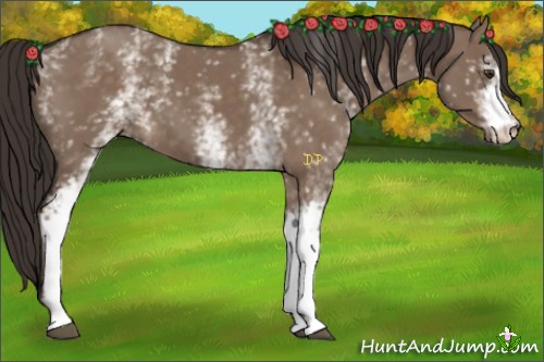 Horse Color:White Spotted Liver Red Dun