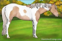 Horse Color:Silver Sable Champagne Tobiano Rabicano