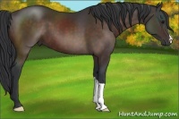 Horse Color:Brown 