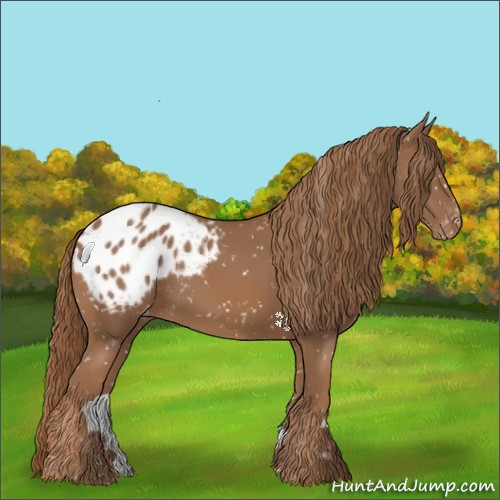 Horse Color:Chestnut Appaloosa 