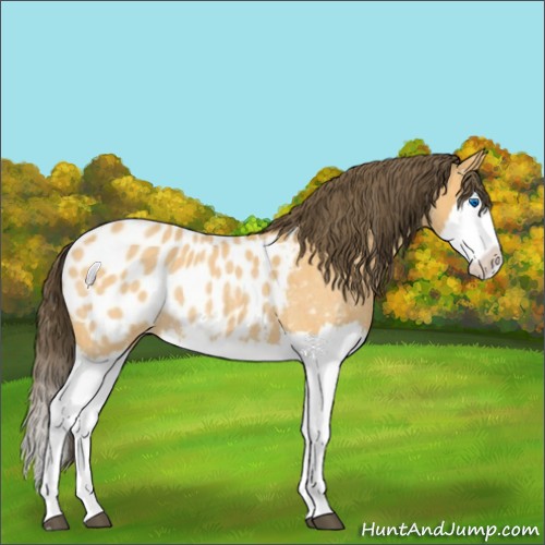 Horse Color:Buckskin Roan Splash Appaloosa 