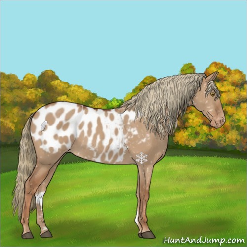 Horse Color:Red Dun Appaloosa 