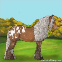 Horse Color:Silver Buckskin Appaloosa 
