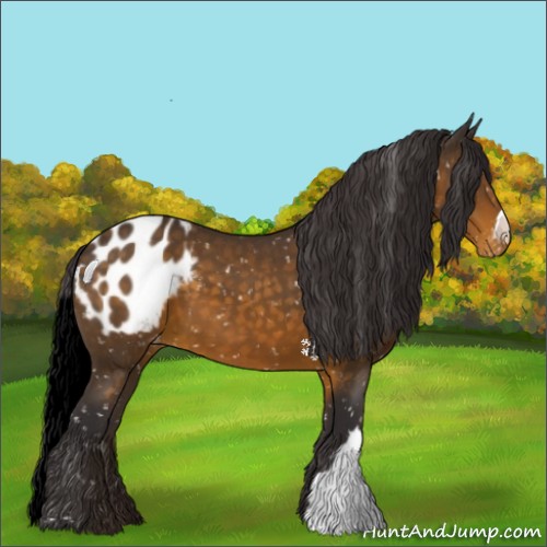 Horse Color:Buckskin Blanket 