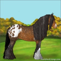 Horse Color:Buckskin Blanket 