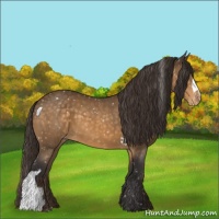 Horse Color:Buckskin Appaloosa 
