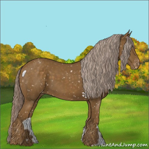 Horse Color:Chocolate Palomino Appaloosa 