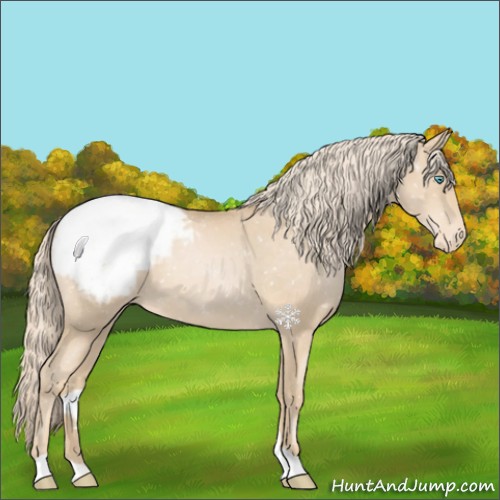 Horse Color:Palomino Pearl Appaloosa 