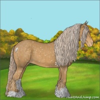 Horse Color:Palomino Appaloosa 