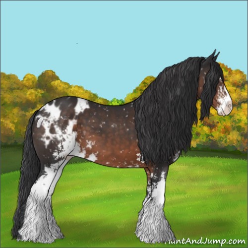 Horse Color:Brown Sabino Appaloosa 