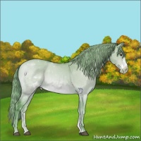 Horse Color:Watercolor Buckskin Dun Sabino Frame Appaloosa 