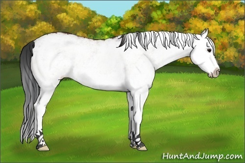 Horse Color:White Spotted Brown Splash 