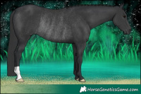 Horse Color:Black Rabicano 