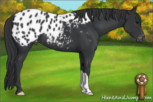 Horse Color:Black Appaloosa 