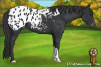 Horse Color:Black Appaloosa