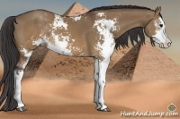 Horse Color:Buckskin Dun Sabino