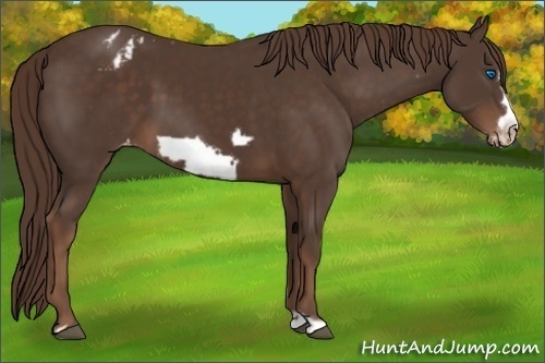 Horse Color:Liver Chestnut Frame Appaloosa 