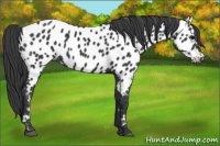 Horse Color:Black Appaloosa