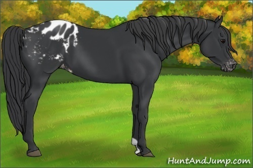 Horse Color:Black Appaloosa 