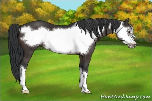 Horse Color:Brown Frame 