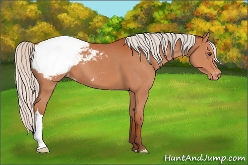 Horse Color:Silver Brown Snowcap